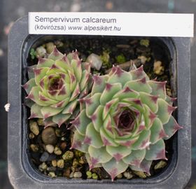 Mészlakó kövirózsa